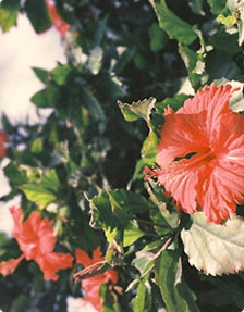 hibiscus-flower